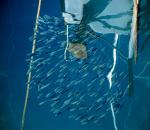 images/Foto Giornata del Mare e della Cutlura Marina 2022/_A9A0214.jpg
